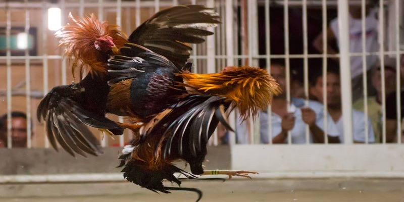 Đến 789BET xem đá gà trực tiếp C1 an toàn với nhiều cơ hội đổi đời